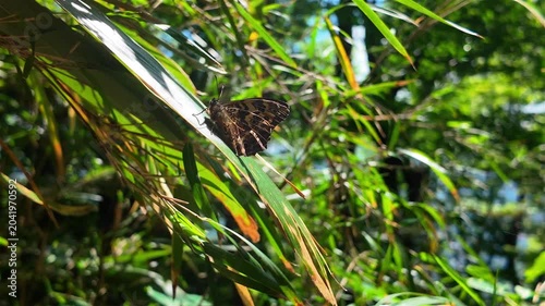 Butterfly in summer on leaf, hiking in Japan, outdoors