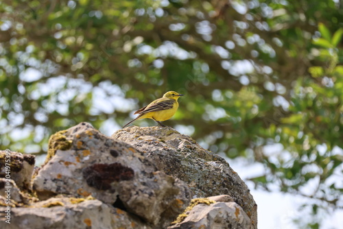 Tableau sur toile the beautiful male western yellow wagtail (Motacilla flava)