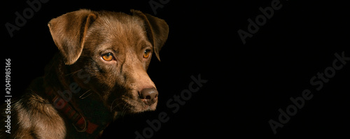Bild auf Leinwand Portrait of Cute Dog on Black Background