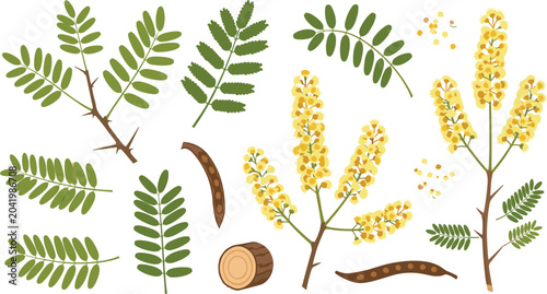 Foto Acacia tree botanical vector set featuring green pinnate leaves thorny branches