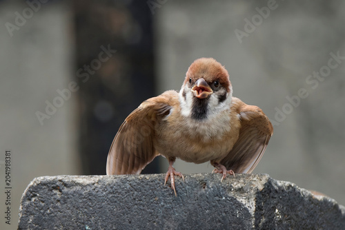Schilderij op canvas A small sparrow with an angry and defiant expression on the concrete