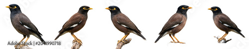 Canvas Print Collection of Common Myna birds shown from multiple angles perched on branches and standing, featuring their distinct yellow eye patches isolated on a white background