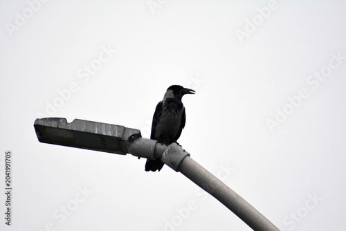 Corvus cornix. Hooded Crow on lamppost. Crow sitting on a street lamp on a background of a white sky. Bird on the pole