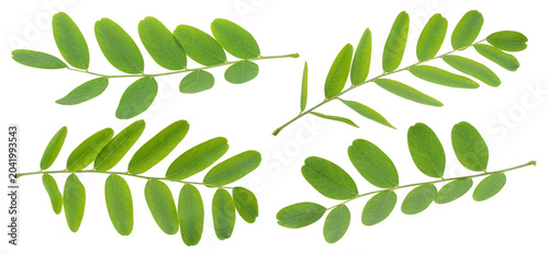 Fotografía Fresh green acacia leaves isolated on a white background
