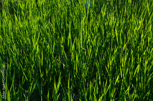 Billede på lærred Grass blades swaying in sunlit meadow field closeup view