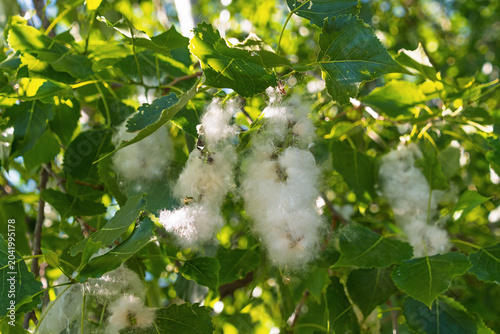 Fotografía Poplar tree seed fluff attached to leaves in sunlit foliage