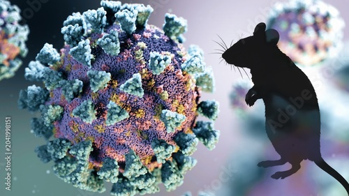 Rodent silhouette standing next to a large, detailed covid-19 virus particle, illustrating the concept of zoonotic disease transmission and viral spread from animals