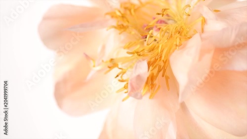 Peony flower macro shot, isolated on white background. One flower Coral Charm peony elegant border design. Beautiful blooming pastel color peony flower head, bud close up, petals and stamens, rotating