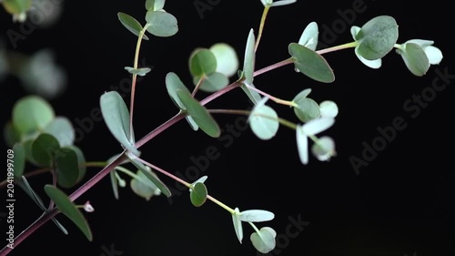 Eucalyptus plant leaves. Fresh Eucalyptus twig close up, on black background, scented, essential oil. Aromatherapy. Medical plant. Slow motion 