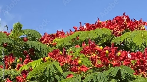 Red Flamboyant tree flowers also known as Royal Poinciana,Delonix regia,Flame tree, Phoenix flower against blue sky. Floral background,4K.