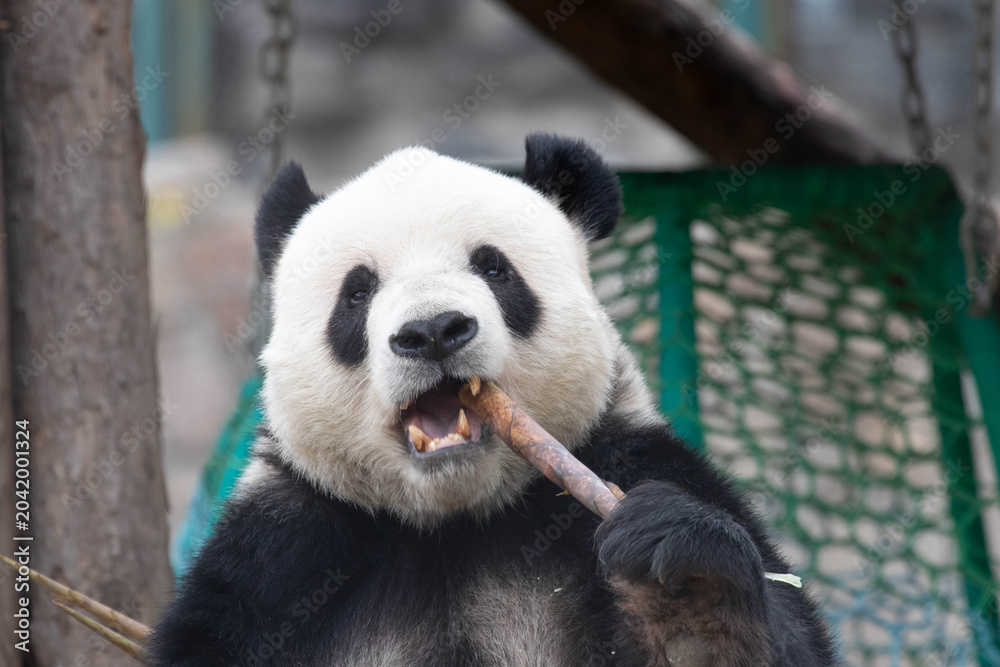 Obraz premium Close up cute panda , Meng Er, eating Bamboo, Beijing, China