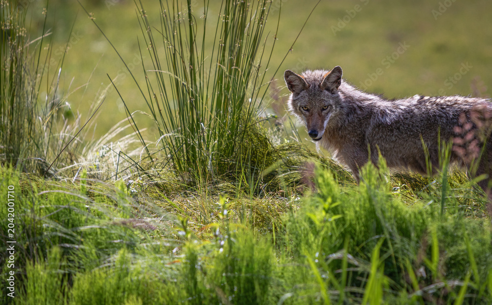 Naklejka premium Wild Coyote hunting in grassland habitat in North America on a sunny day