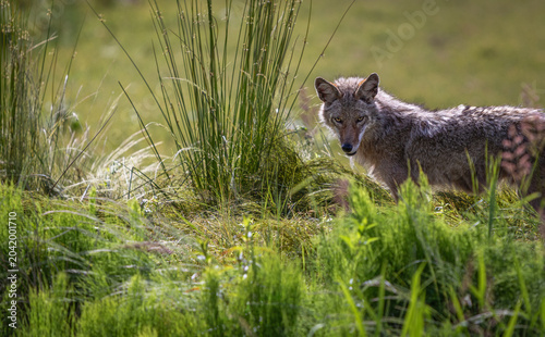 Foto Wild Coyote hunting in grassland habitat in North America on a sunny day