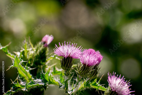pink and violet flowers in nature, with green beautiful blur background in summer, spring
