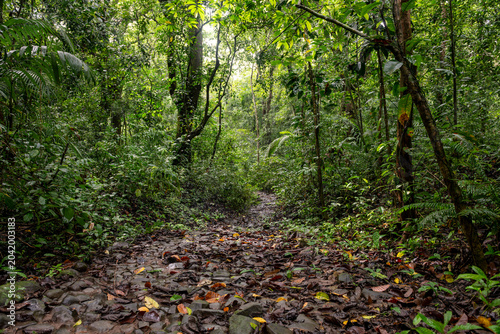 Quadro su tela Ancient stone path of Camino de Cruces running through a dense, lush tropical ra