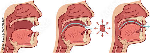 Bild auf Leinwand Human Speech and Pronunciation Mechanism Diagram Set Featuring Mouth Tongue Thro