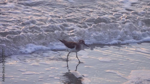 Common sandpiper (Actitis hypoleuca; Tringa macularia) wintering on Andamant sea Thailand