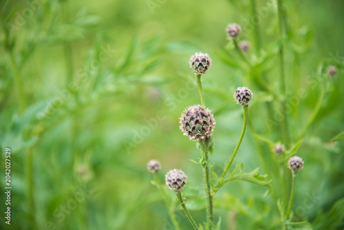 Geschlossene Blütenköpfe einer Flockenblume - Blühwiese im Frühsommer