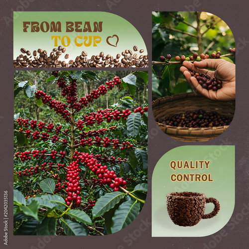 Coffee farmer harvesting red coffee cherry from plant. Process of coffee production from bean to cup. Agricultural concept with raw ingredient for beverage and drink preparation.
