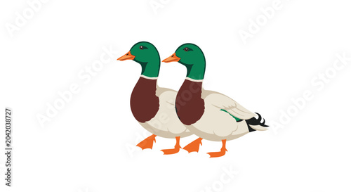 Two mallard ducks walking isolated on white background digital illustration