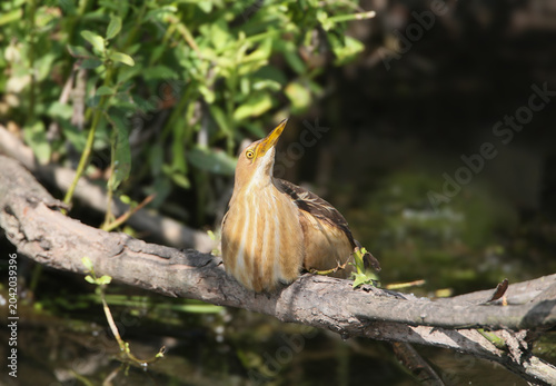 Foto A female Little Bittern (Ixobrychus minutus) resting on a thick branch over the water