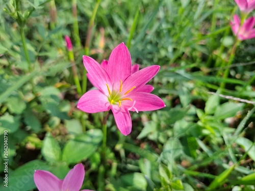 Foto Rain lily (Zephyranthes sp