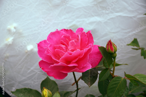 Fotografie A picture of pink roses on a white background, pink roses seem to dominate the w
