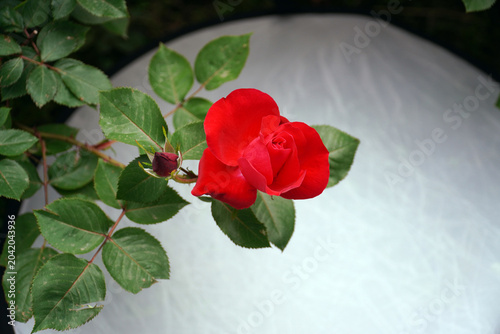Cuadro en lienzo A bunch of red roses, pink roses with yellow are gorgeous