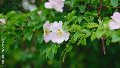 Fotografi A close-up shot of a delicate pink wild rose blooming on a branch with vibrant green leaves in a selective focus