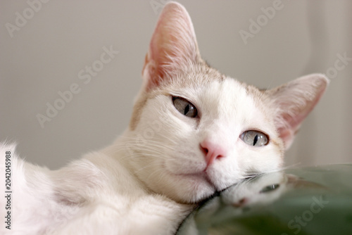 The cat lay on the floor in living room