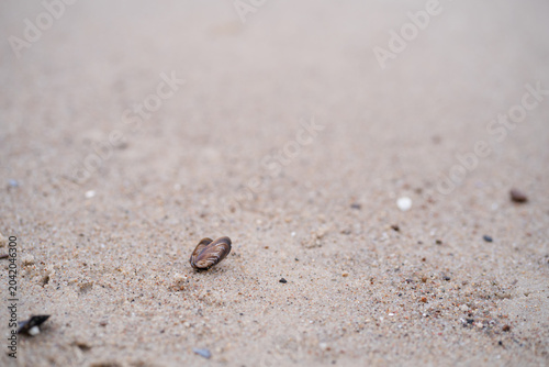 Small seashell on a sandy beach with copy space
