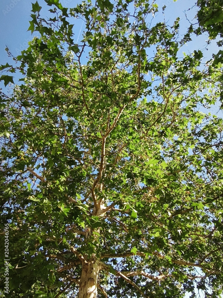 Fototapeta premium Sunlight Through Green Tree Canopy Viewed From Below on a Clear Blue Sky Day