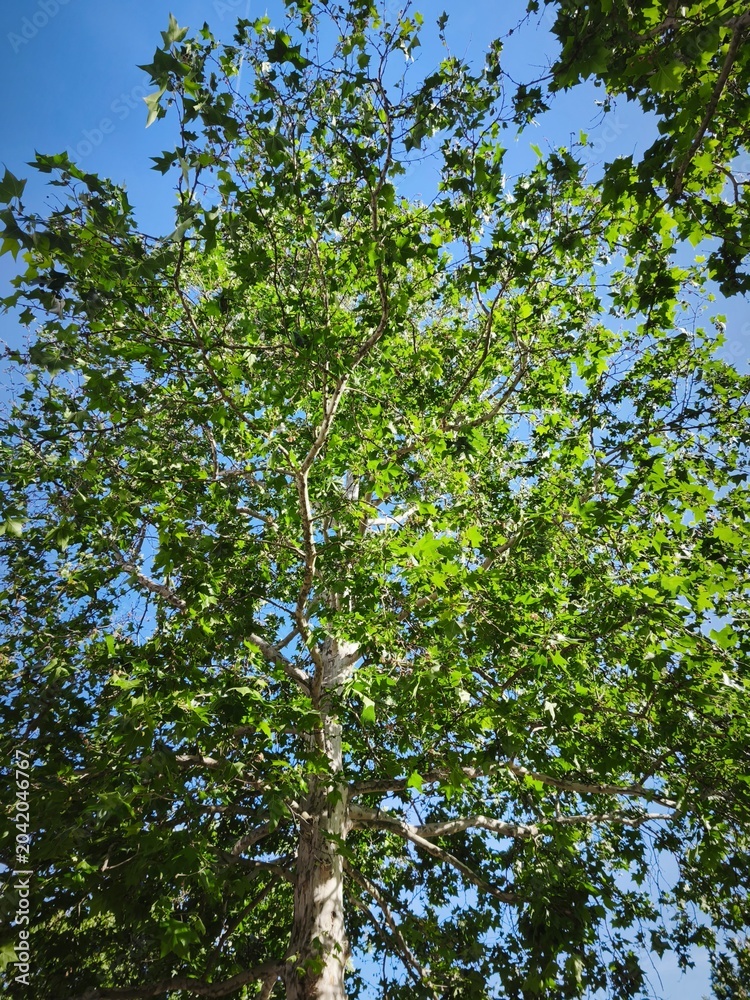 Fototapeta premium Sunlight Through Green Tree Canopy Viewed From Below on a Clear Blue Sky Day