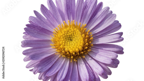Quadro su tela Purple aster flower with yellow center
