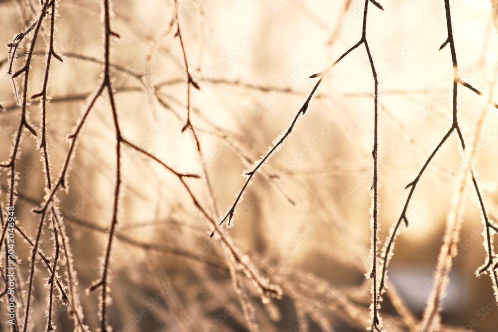 Obraz premium Frozen iced branches of birch tree against sun during sunny day in winter. Macro close up view of branches covered by snow in a winter forest. Plants in the wood at frosty weather. Nature landscape.