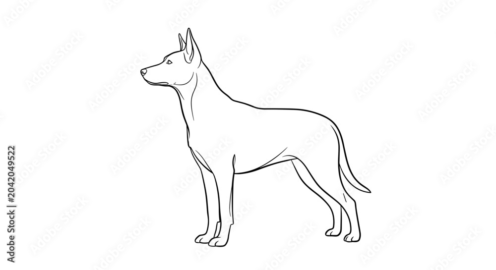 Fototapeta premium Line Drawing of a Standing Doberman Dog.