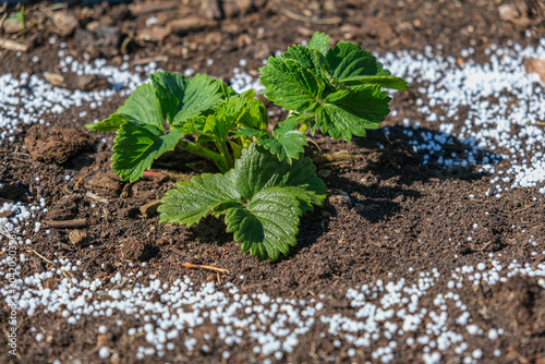 White fertilizer mineral granules scattered around young green strawberry seedlings. Rich topsoil, sunny outdoor. Soil infused fertilizers supports plant development. Garden area, fertilized plants