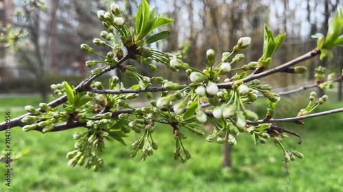 Branch of cherry tree with flower buds in overcast morning