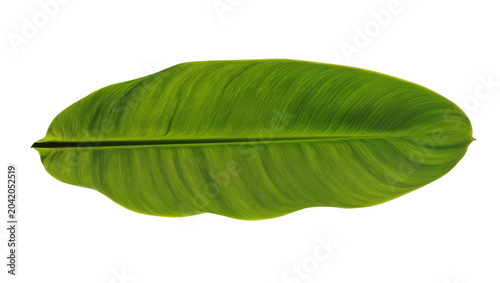 Obraz na plátne Large green banana leaf with prominent veins