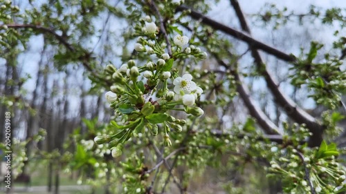 Blooming cherry tree branches in overcast morning on blurred background