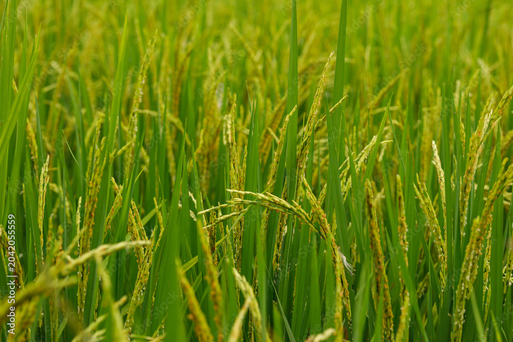 Fototapeta premium Paddy rice field in the booting stage with swollen leaf sheaths, showing the beginning of grain development.