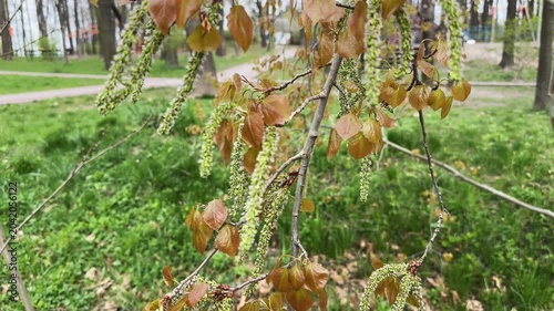 Poplar branch with young leaves and catkins in overcast day