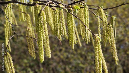Quadro su tela Tree branches with long catkins of Alnus Serrulata, the Hazel alder or Smooth alder