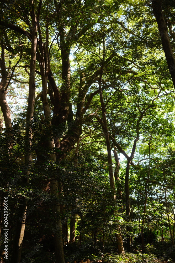 Fototapeta premium The sacred forest of Izawa-no-miya Shrine, where nature and human history coexist in harmony, Shima, Mie, Japan (伊雜宮の鎮守の森)