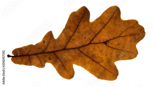 Obraz na plátne Brown oak leaf with visible veins and serrated edges