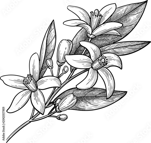 Neroli. Bitter orange branch with flowers, buds and leaves. Isolated ink sketch. Hand drawn vintage engraving illustration.