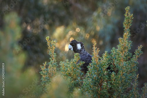 Bild auf Leinwand Carnaby black cockatoo in bushland  in Western Australia