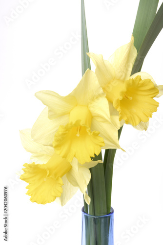 Daffodils on a white background