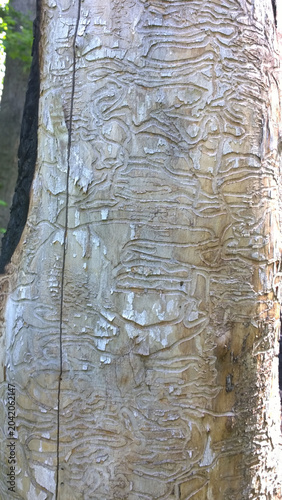 Artistic Beetles