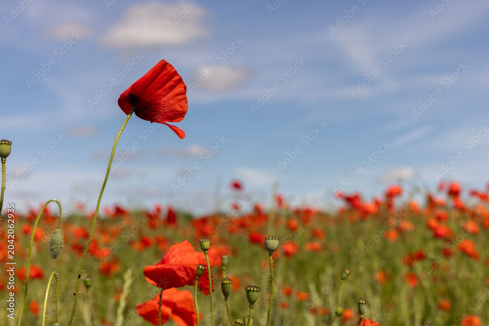 Fototapeta premium Floraison de coquelicots dans une culture céréalière, symbole de résilience écologique. Image pouvant servir d'arrière-plan pour illustrer le thème du printemps